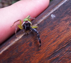 Mopsus