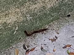 Scolopendra subspinipes