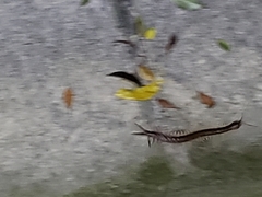 Scolopendra subspinipes
