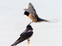 Hirundo rustica