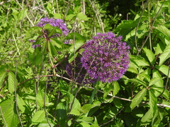 Allium hollandicum
