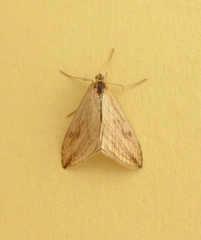 Evergestis forficalis