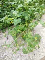 Ranunculus parviflorus