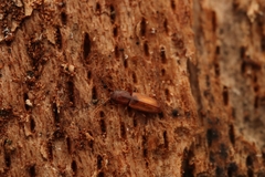 Placonotus testaceus