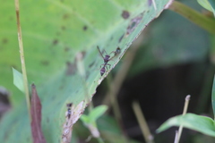 Ropalidia hongkongensis