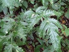 Tectaria heracleifolia