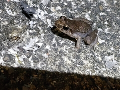 Eleutherodactylus planirostris