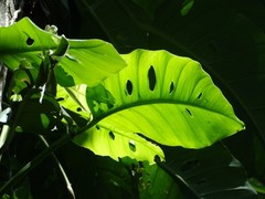 Monstera acuminata