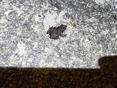 Eleutherodactylus planirostris