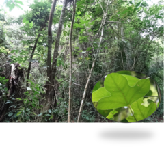Dendropanax arboreus