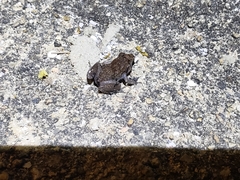 Eleutherodactylus planirostris