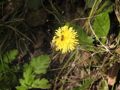 Acmaeodera neglecta neoneglecta