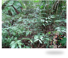Chamaedorea pinnatifrons