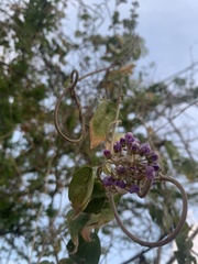 Magnoliopsida