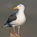 Western Gull - Photo (c) Jamie Chavez, some rights reserved (CC BY-NC)
