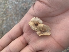 Magnoliopsida