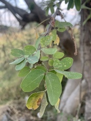 Pithecellobium dulce