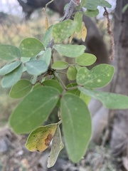 Pithecellobium dulce