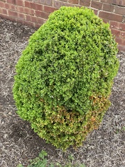 Buxus