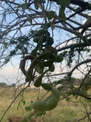 Pithecellobium dulce