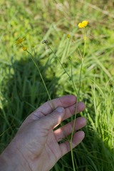 Ranunculus serpens