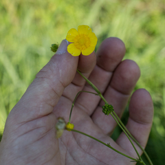 Ranunculus serpens