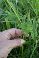 Ranunculus serpens
