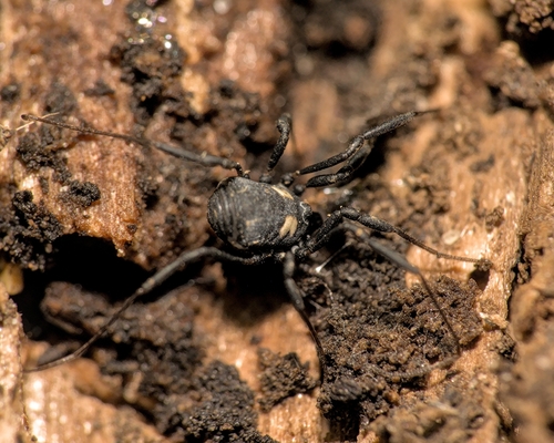 Photo of Gold-spotted Harvestman (Nemastoma bimaculatum)