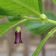 Scopolia caucasica