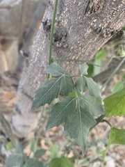 Magnoliopsida
