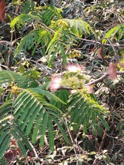 Albizia chinensis