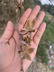 Ipomoea murucoides