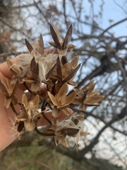 Ipomoea murucoides