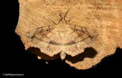 Syllectra congemmalis