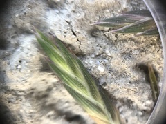 Bromus catharticus