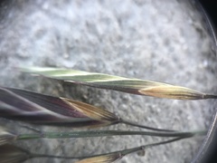 Bromus catharticus
