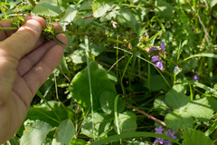 Campanula glomerata glomerata