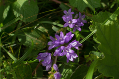 Campanula glomerata glomerata