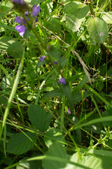 Campanula glomerata glomerata
