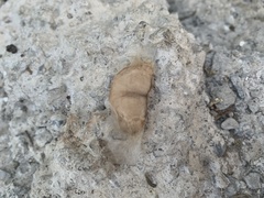 Magnoliopsida