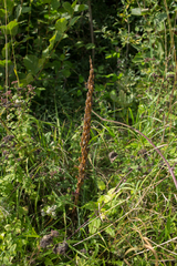 Himantoglossum hircinum
