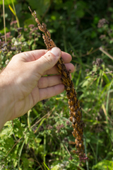 Himantoglossum hircinum