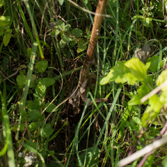 Himantoglossum hircinum