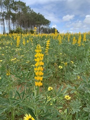 Lupinus luteus