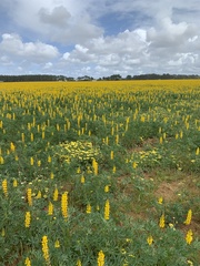 Lupinus luteus