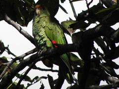 Amazona tucumana