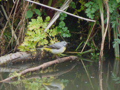 Motacilla cinerea