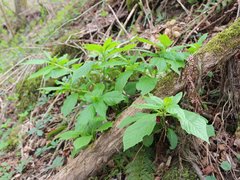 Scopolia caucasica