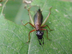 Cranistus colliurides