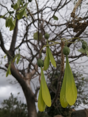 Gyrocarpus americanus subsp. africanus image